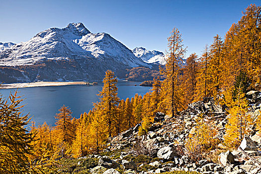 落叶松属植物,树,湖,恩加丁,瑞士