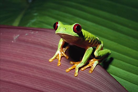 红眼树蛙,夜出型动物,红色,眼睛,帮助,暗色,雨林,巴拿马