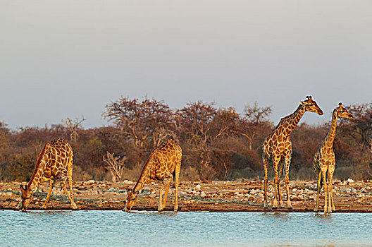 南非,长颈鹿,雄性,左边,三个,雌性,水潭,夜光,埃托沙国家公园,纳米比亚,非洲