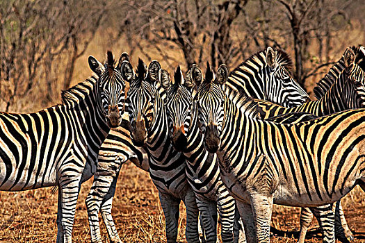 克鲁格国家公园,南非,非洲