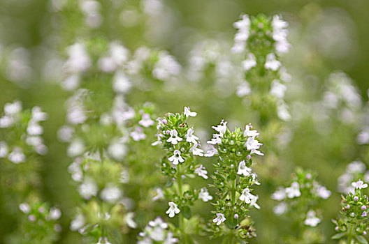 thyme