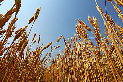 小麦农业生产