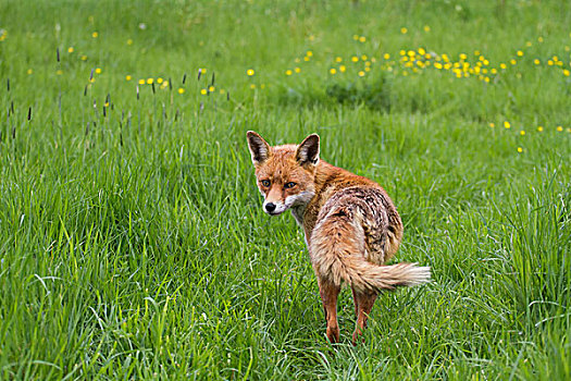 红色,狐狸,草丛,英格兰东南,英国,欧洲