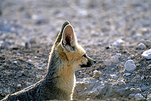 纳米比亚,埃托沙国家公园,角狐