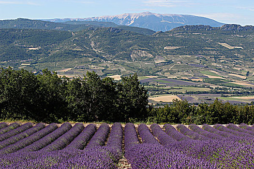 法国,普罗旺斯,大,风景,薰衣草种植区,山谷,旺图山,背景