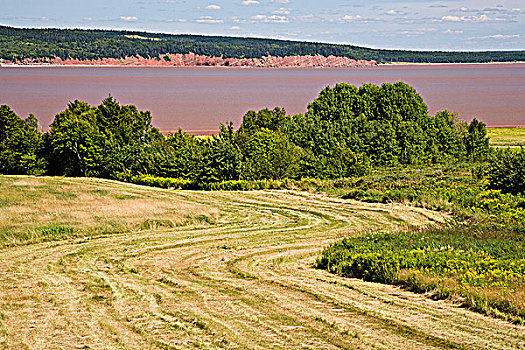 农场,景色,靠近,新布兰斯维克,加拿大