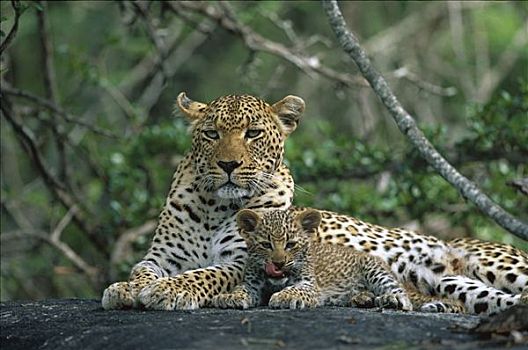 豹,母亲,小猫,南非