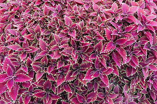 粉红色植物叶子的高角度视图