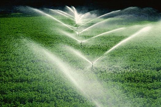灌溉,华盛顿,美国