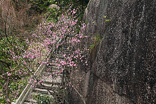 黄山,奇石,云海,壮观,名胜,风景,0195