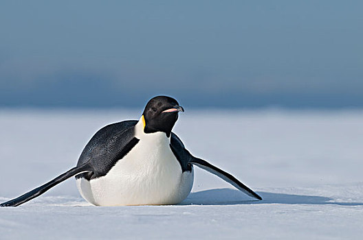 帝企鹅,南极