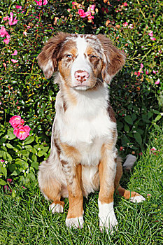 微型,澳洲牧羊犬,4个月,坐