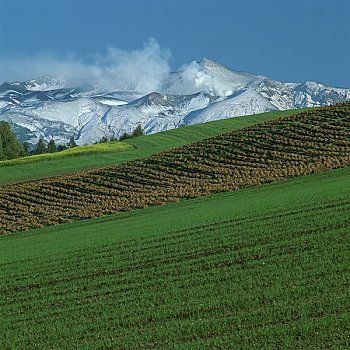 山,燕麦