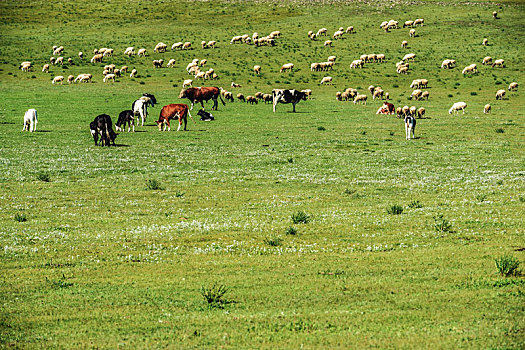 内蒙古,草原,风光,风景