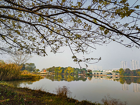 深秋的无锡蠡湖金城湾湿地