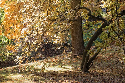 秋天,树,公园,特写