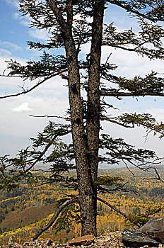 阿尔山国家森林公园-白狼峰上的松树
