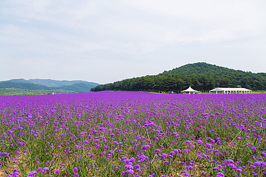 薰衣草花海