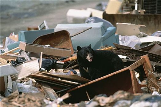 黑熊,美洲黑熊,觅食,垃圾堆,气候温和,北美