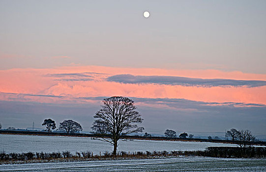 景色,耕地,农田,黄昏,冬天,靠近,邓弗里斯,苏格兰,英国,欧洲