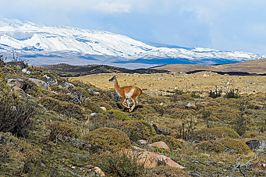 原驼,跑,草原,托雷德裴恩国家公园,巴塔哥尼亚,智利,南美