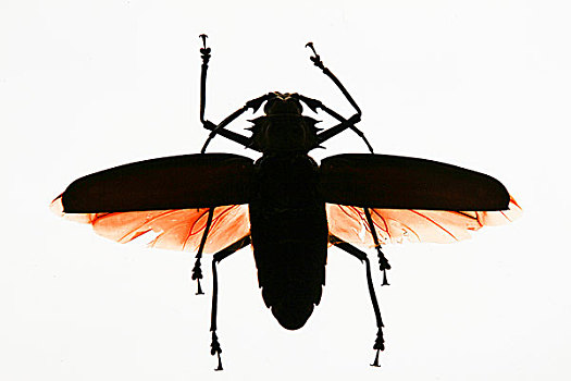 甲虫,展示,圣达菲,新墨西哥,美国