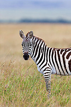 斑马,山斑马,站在草地,对相机寻找,马赛玛拉国家保护区,肯尼亚,非洲