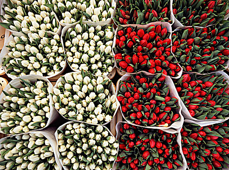 红色,白色,郁金香,花,市场,特写