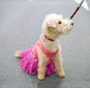 狗,粉色,衣服