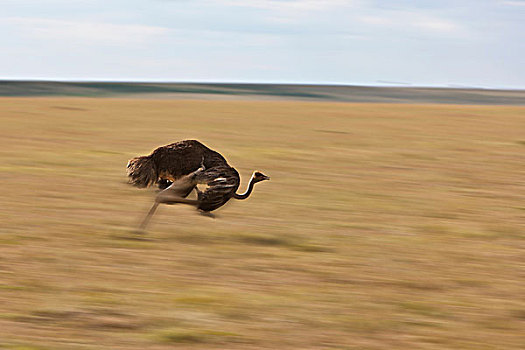 鸵鸟,鸵鸟属,雌性,马赛马拉国家保护区,肯尼亚,东非