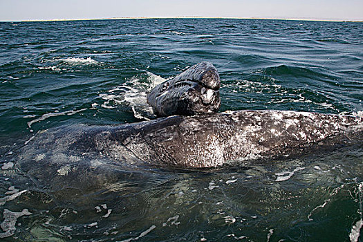 灰鲸,幼兽,休息,母亲,下加利福尼亚州,墨西哥