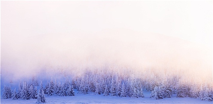 漂亮,冬日树林,边界