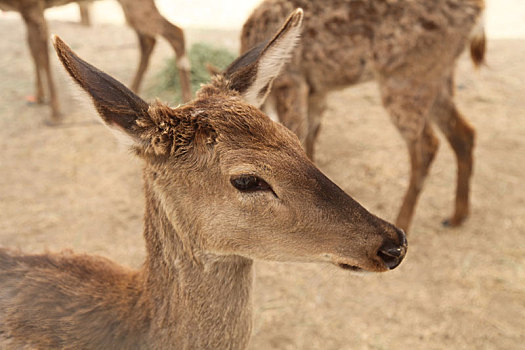 新疆哈密,春天里萌态可掬的小鹿