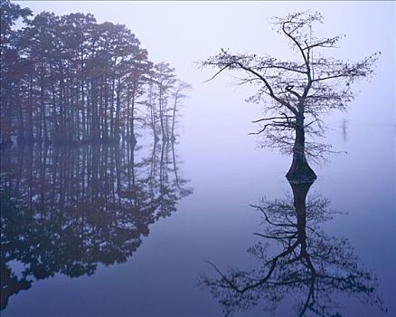 秃头,柏树,雾,国家野生动植物保护区,靠近,密西西比河,田纳西