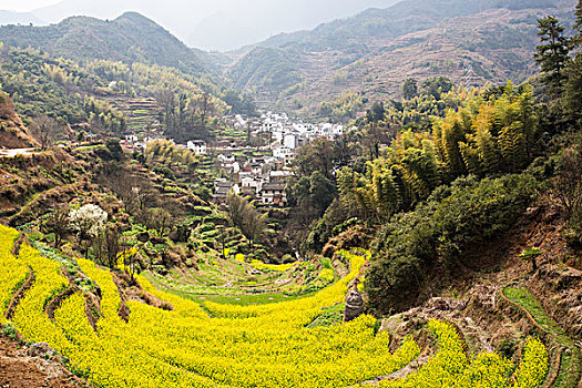 婺源篁岭油菜花