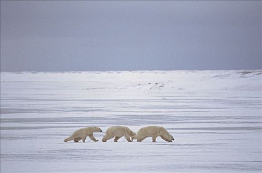 北极熊,三个,冰原,丘吉尔市,曼尼托巴,加拿大