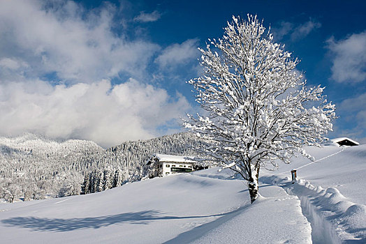 冬季风景,积雪,木屋,贝希特斯加登地区,上巴伐利亚,巴伐利亚,德国,欧洲