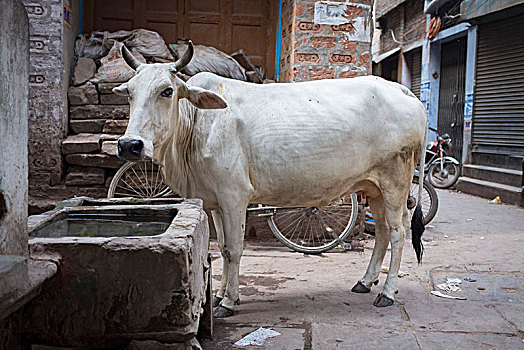 母牛,喝,槽,步行街,瓦拉纳西,印度