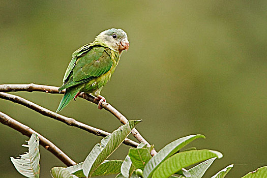 长尾鹦鹉,栖息,枝条,住宿,西南方,厄瓜多尔