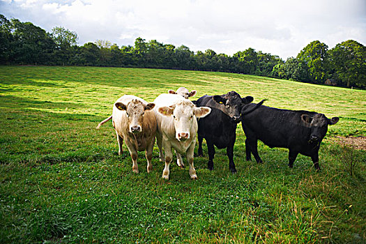 母牛,走,草场