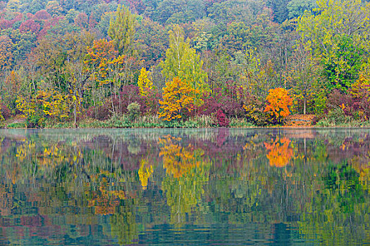 树,反射,水中,秋天,彩色,看,巴伐利亚,德国,欧洲