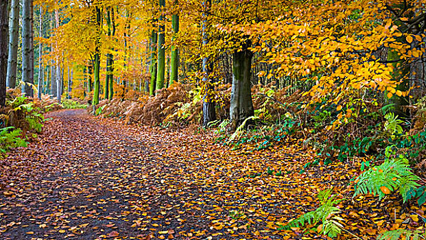 小路,山毛榉,树林,秋天