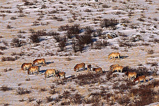 马,牧群,放牧,冬天,自然保护区,蒙古