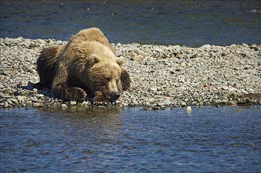 棕熊,休息,砾石,溪流,等待,三文鱼,夏天,西南方,阿拉斯加