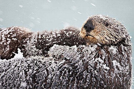 海獭,雪,遮盖,毛皮,拿着,诞生,幼仔,暴风雪,威廉王子湾,阿拉斯加,冬天