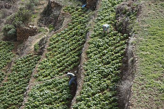 田间工作,阶梯状,马铃薯,种植,加纳利群岛,西班牙,欧洲