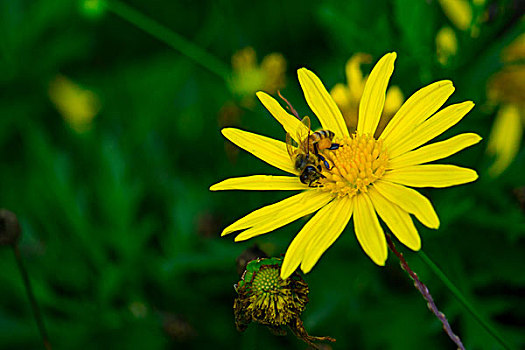 蜜蜂在菊花花丛中采蜜