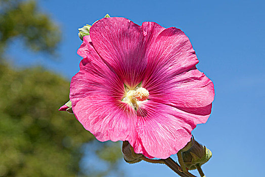 粉色,花,普通,蜀葵,梅克伦堡前波莫瑞州,德国,欧洲