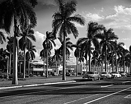 美国,佛罗里达,棕榈海滩,棕榈树,街道