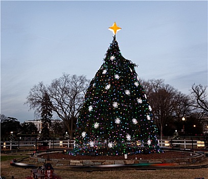 国家,圣诞树,华盛顿特区